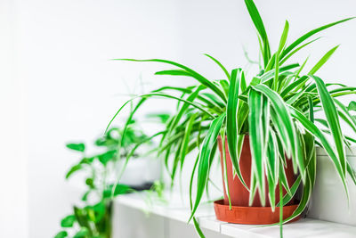 Close-up of potted plant against white wall