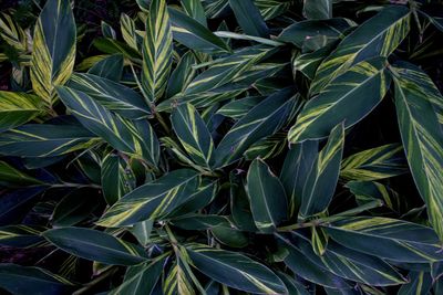 Full frame shot of plants growing on field