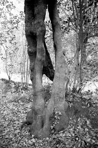 Low section of bare tree on field in forest