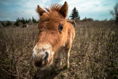 Wide angle close up of horse standing in a field