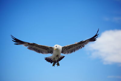 Low angle view of seagull flying against sky