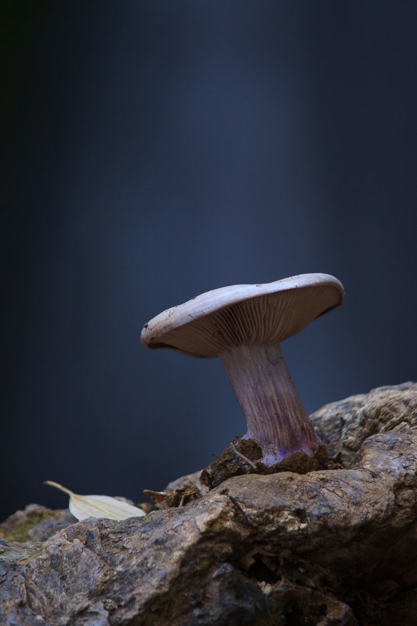 CLOSE-UP OF MUSHROOMS ON ROCK