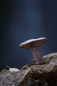 Close-up of mushroom growing on rock