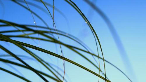 Close-up of grass against clear blue sky