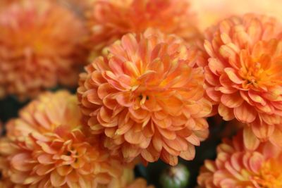 Close-up of orange flowers blooming outdoors