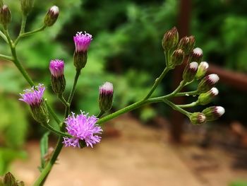 Close-up of purple flowers