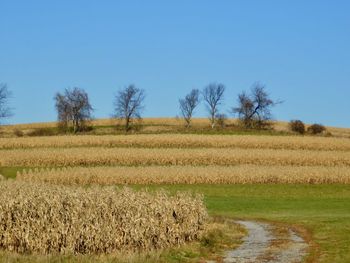 Scenic view of field against clear blue sky