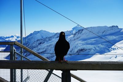 Bird perching on railing by snow covered mountains against clear sky