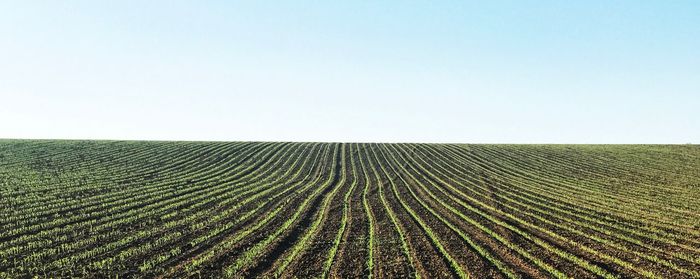 Scenic view of agricultural field against clear sky