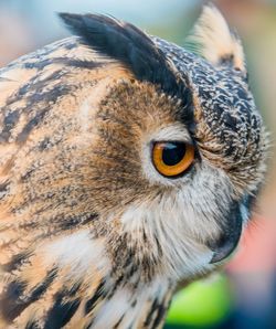 Close-up portrait of owl