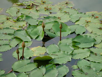 High angle view of water lily leaves in lake