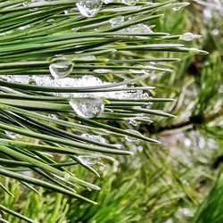 Close-up of raindrops on pine tree