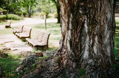 Close-up of tree trunk