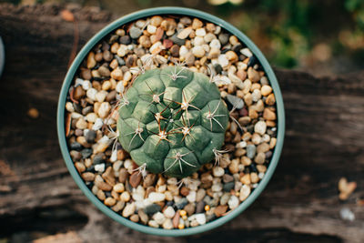 High angle view of succulent plant on table