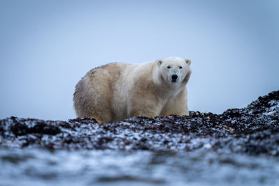 Polar bear stands amongst kelp eyeing camera