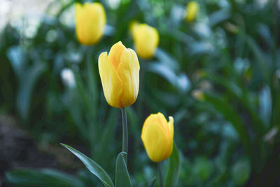 Close-up of yellow crocus blooming outdoors