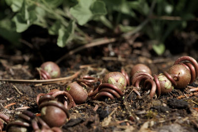 Close-up of plant on field