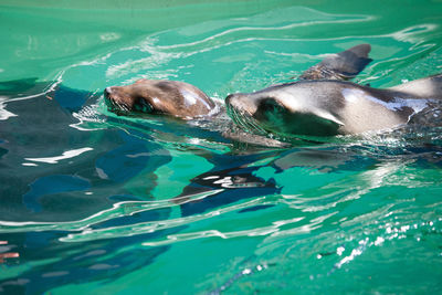 Seal underwater in pool