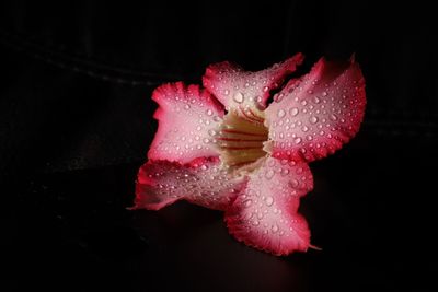 Close-up of pink flower against black background