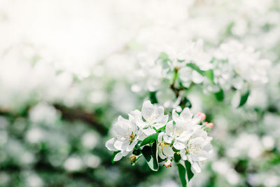 Close-up of white cherry blossoms in spring