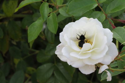 Close-up of bee on white rose blooming outdoors