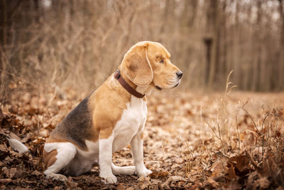 Dog looking away while sitting on land