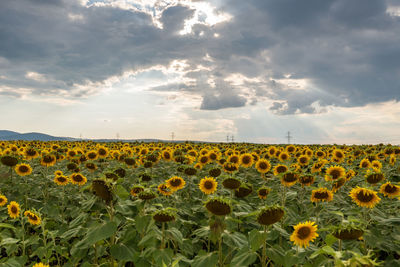 Sunflower field at sunset in summer.