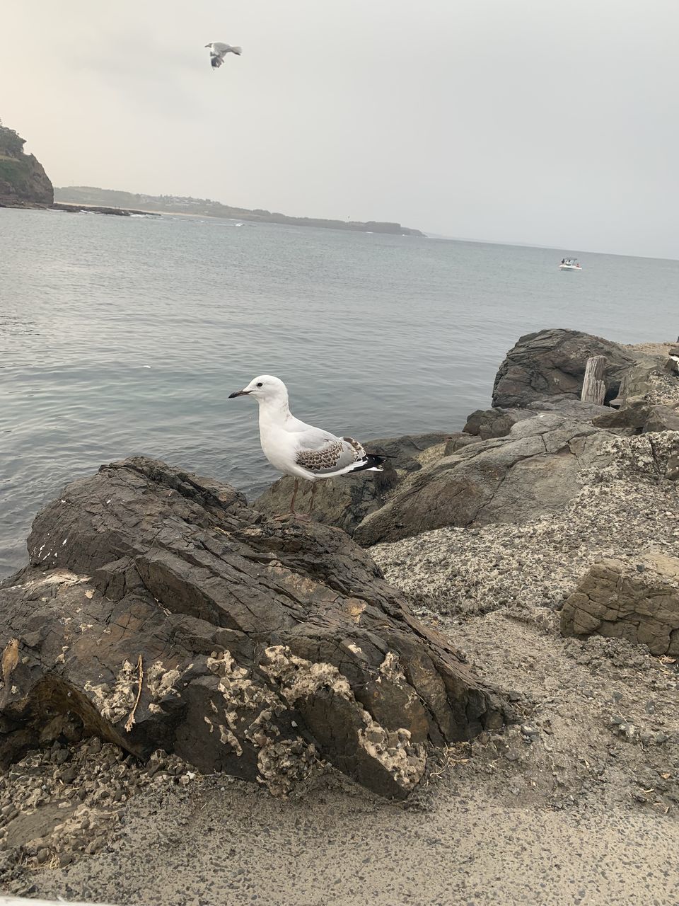 SEAGULL ON ROCK