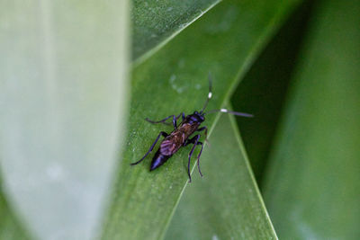 Close-up of fly on leaf