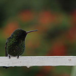 Close-up of bird perching on railing