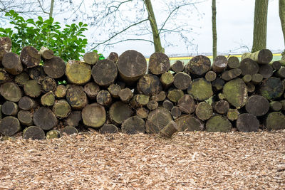 Stack of logs on field in forest