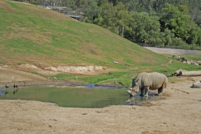 Grazing rhino