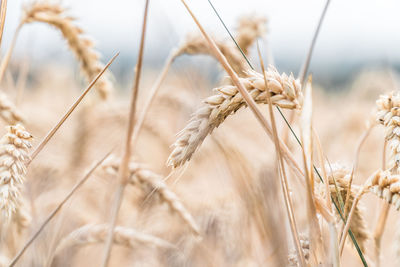 Close-up of wheat growing on field