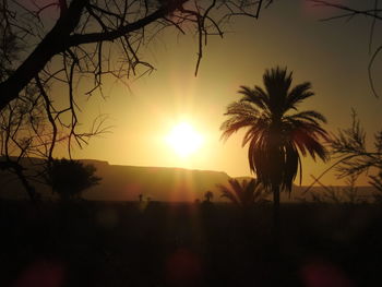 Silhouette of trees at sunset