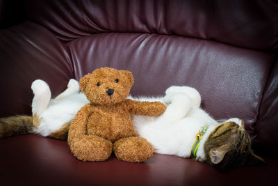 Teddy bear by cat lying on sofa at home