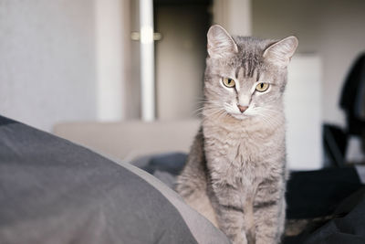 pet