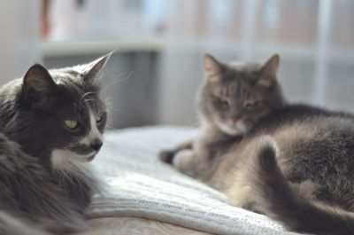Cat resting on a home