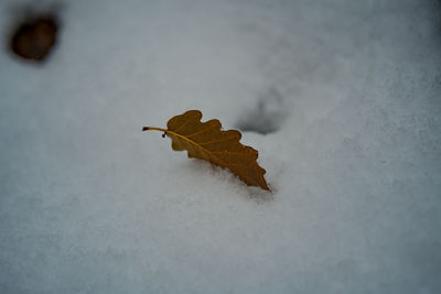 Close-up of dry leaves on snow covered field