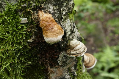 Close-up of mushroom on tree trunk