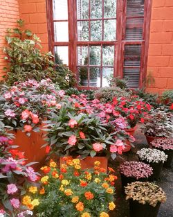 Flowers blooming in backyard