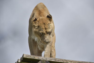Low angle view of a cat