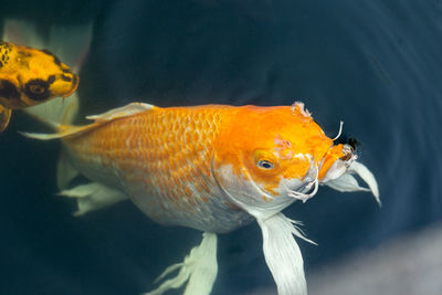 Close-up of fish swimming in sea