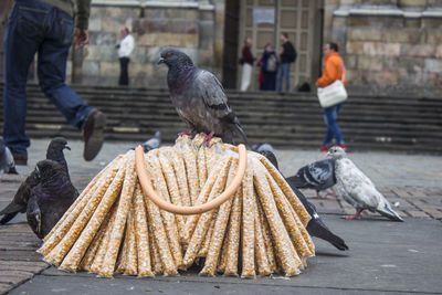 Low angle view of bird perching on food outdoors