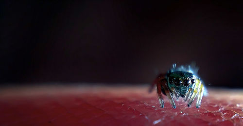 Close-up of jumping spider on person skin