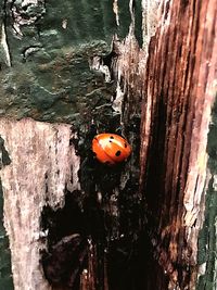 Close-up of ladybug on tree trunk