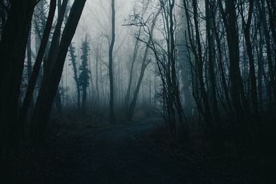 Trees in forest against sky