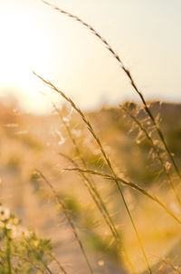 Close-up of stalks in field against sky