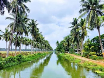 Scenic view of palm trees against sky