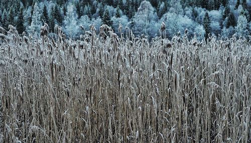 Close-up of snow on field