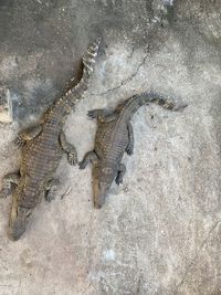 High angle view of lizard